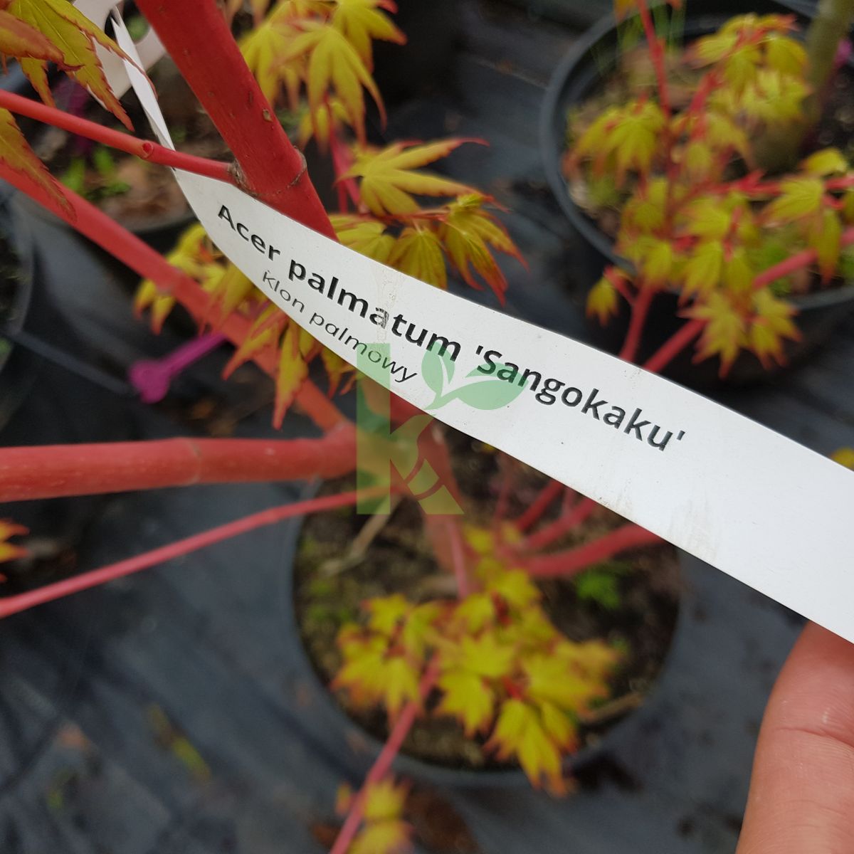 Acer palmatum `Sangokaku` (Klon palmowy)