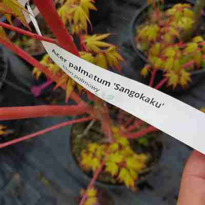 Acer palmatum `Sangokaku` (Klon palmowy)
