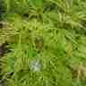 Acer palmatum `Seiryu` (Klon palmowy)