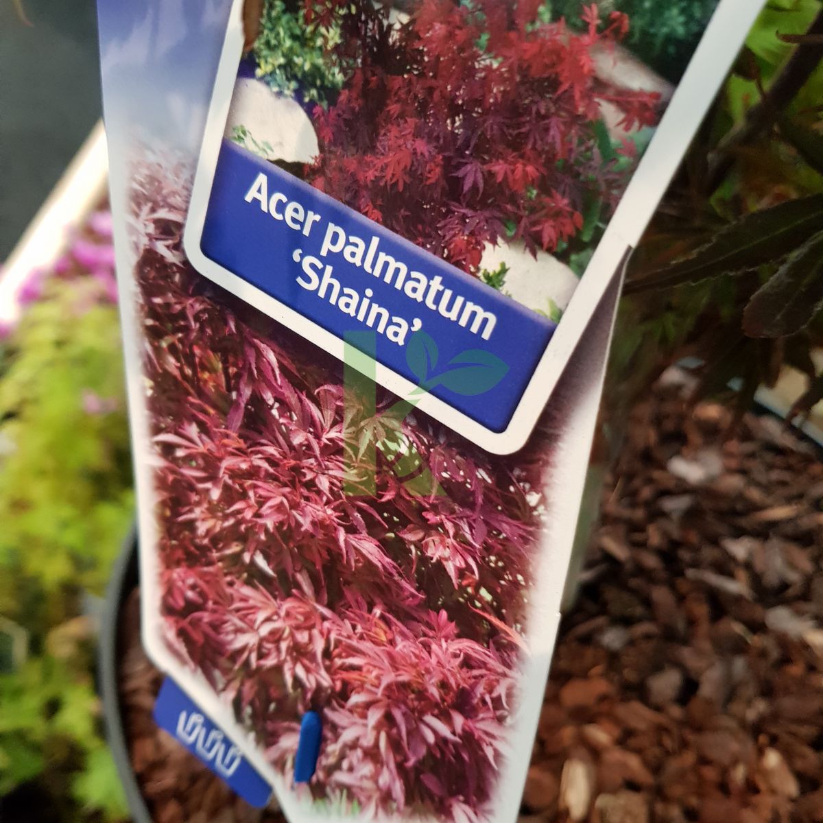 Acer palmatum `Shaina` (Klon palmowy)