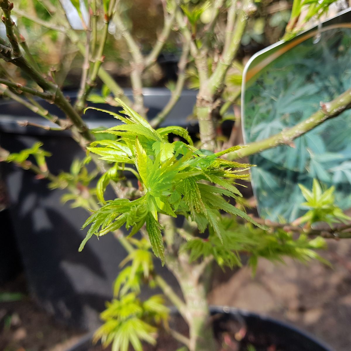 Acer palmatum `Sharp's Pygmy` (Klon palmowy)