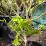Acer palmatum `Sharp's Pygmy` (Klon palmowy)