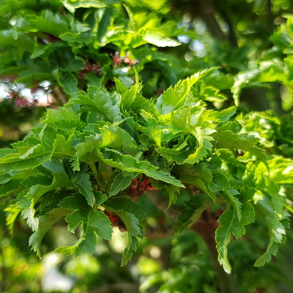 Acer palmatum `Shishigashira` (Klon palmowy)