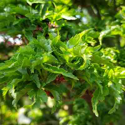 Acer palmatum `Shishigashira` (Klon palmowy)