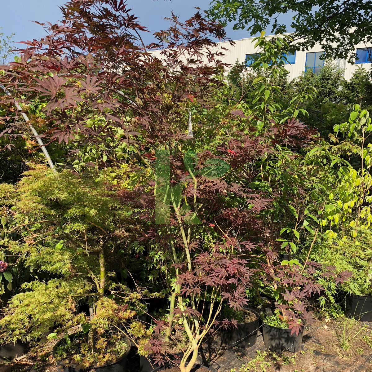 Acer palmatum `Shojo nomura` (Klon palmowy)