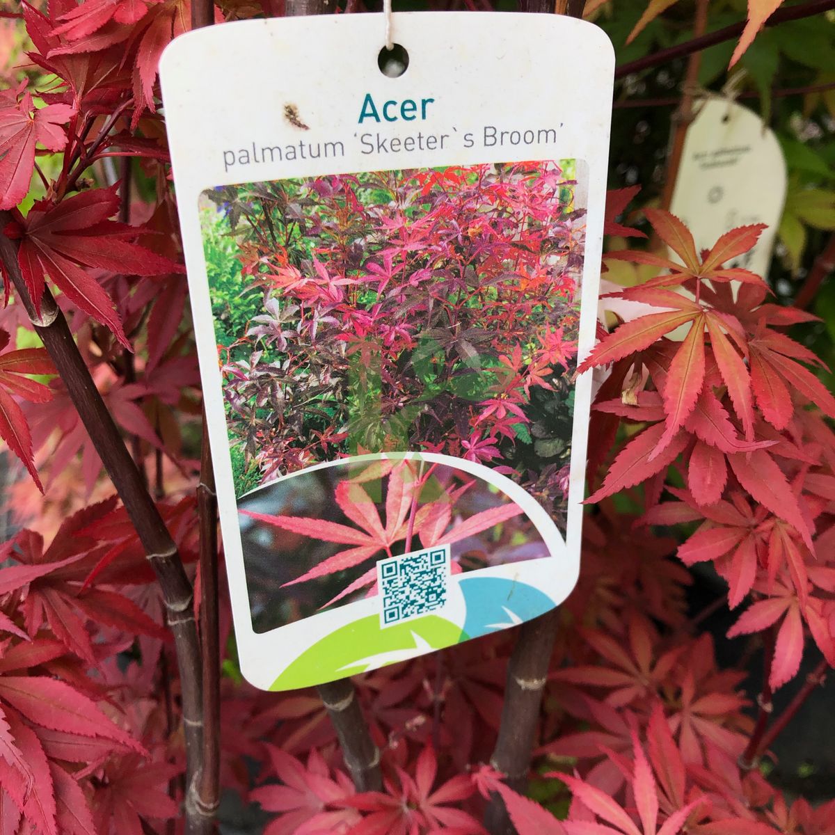 Acer palmatum `Skeeter's Broom` (Klon palmowy)