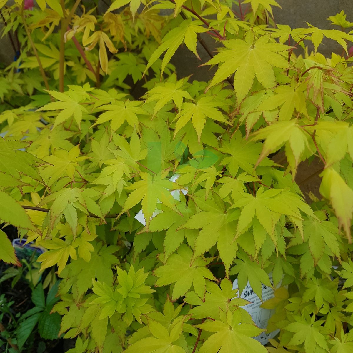 Acer palmatum `Summer Gold` (Klon palmowy)