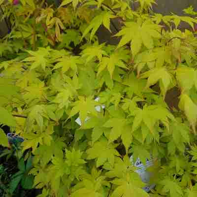 Acer palmatum `Summer Gold` (Klon palmowy)
