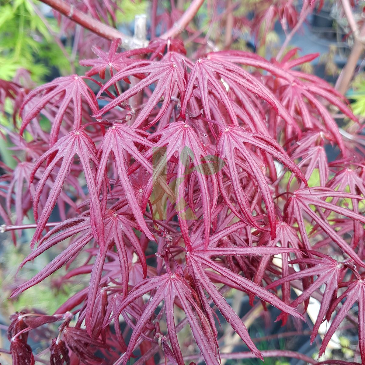 Acer palmatum `Trompenburg` (Klon palmowy)