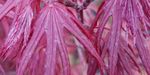 Acer palmatum `Trompenburg` (Klon palmowy `Trompenburg`)