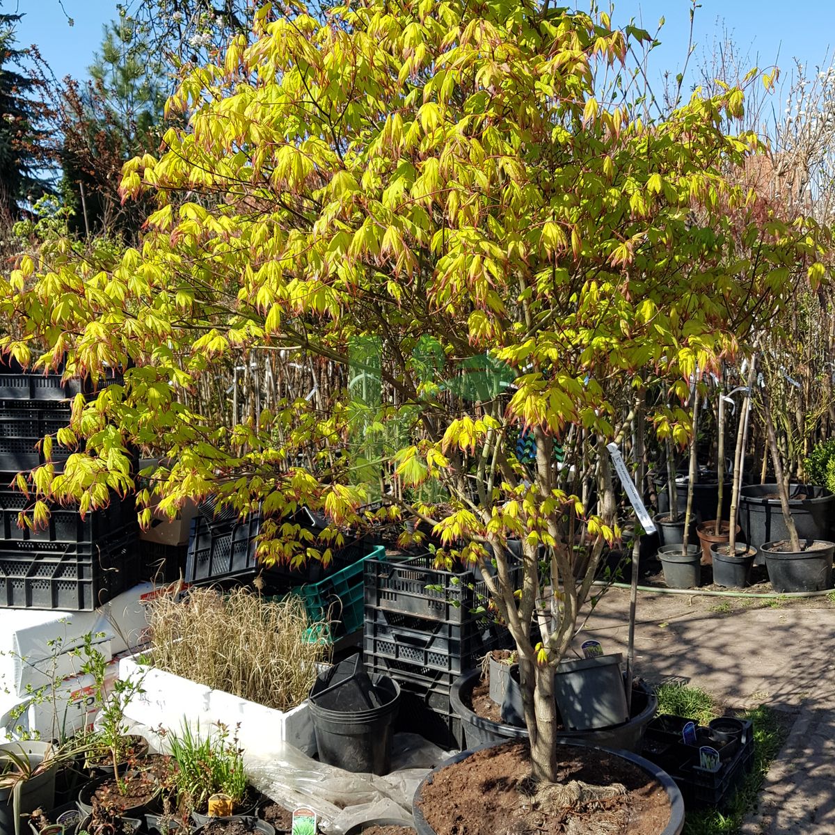 Acer palmatum `Tsuma beni` (Klon palmowy)