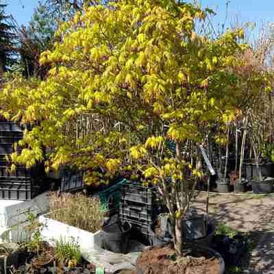 Acer palmatum `Tsuma beni` (Klon palmowy)