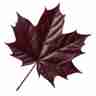 Acer platanoides `Crimson Sentry` (Klon pospolity)