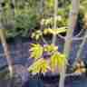 Acer platanoides `Pacific Sunset Warrenred` (Klon pospolity)