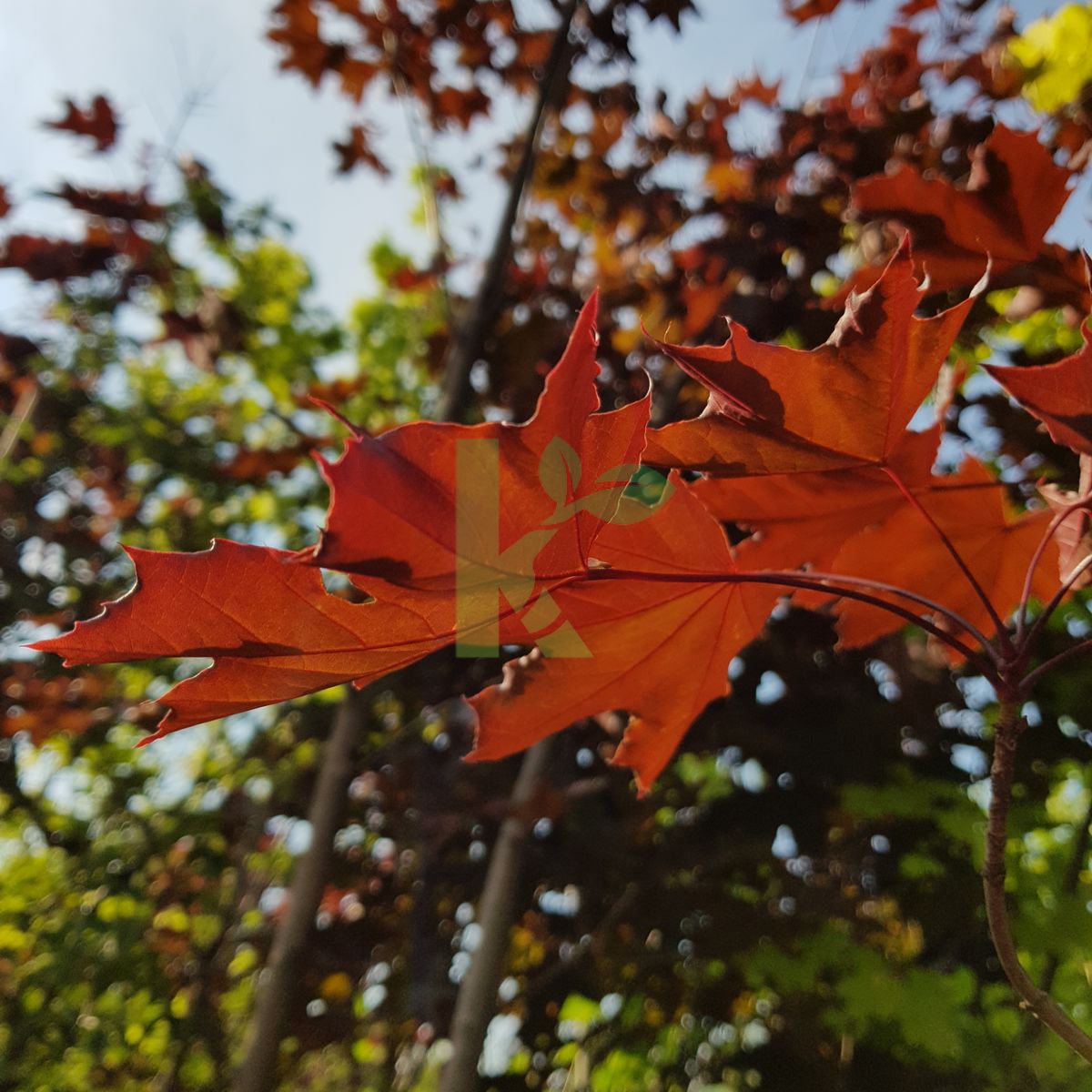 Acer platanoides `Royal Red` (Klon pospolity)