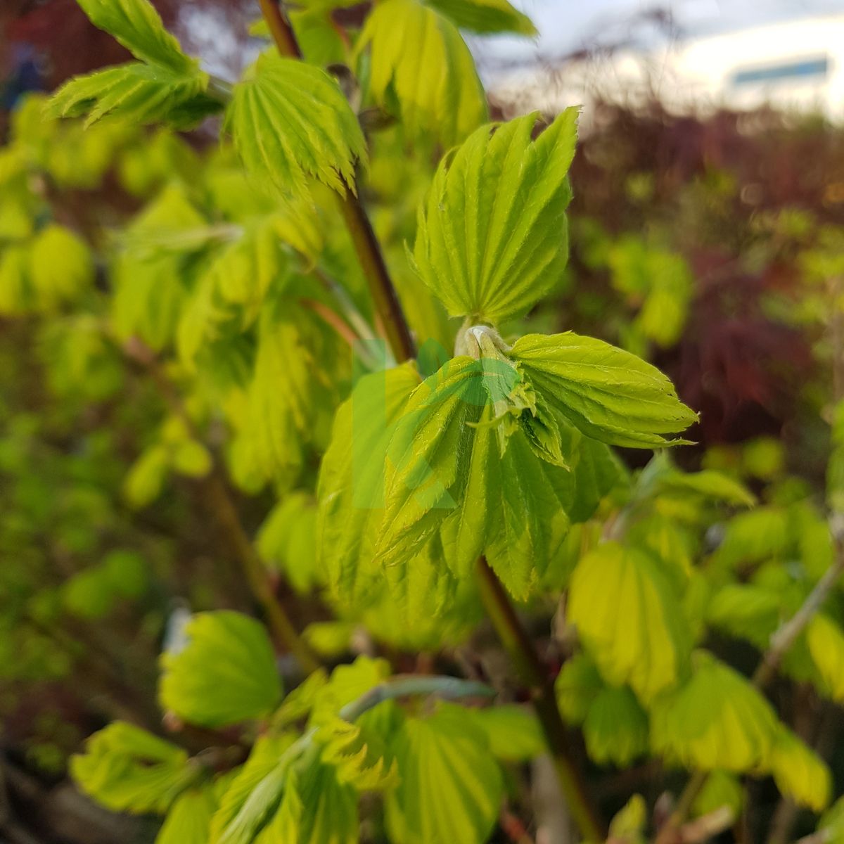 Acer shirasawanum `Aureum` (Klon Shirasawy)