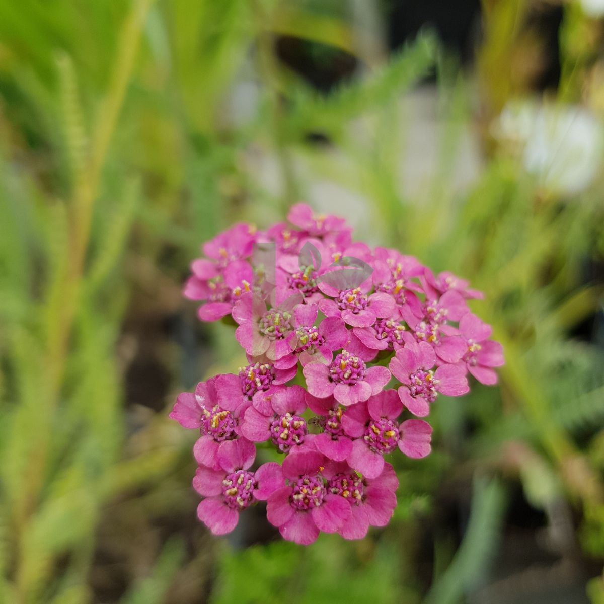 Achillea millefolium `Purpurglut` (Krwawnik pospolity)