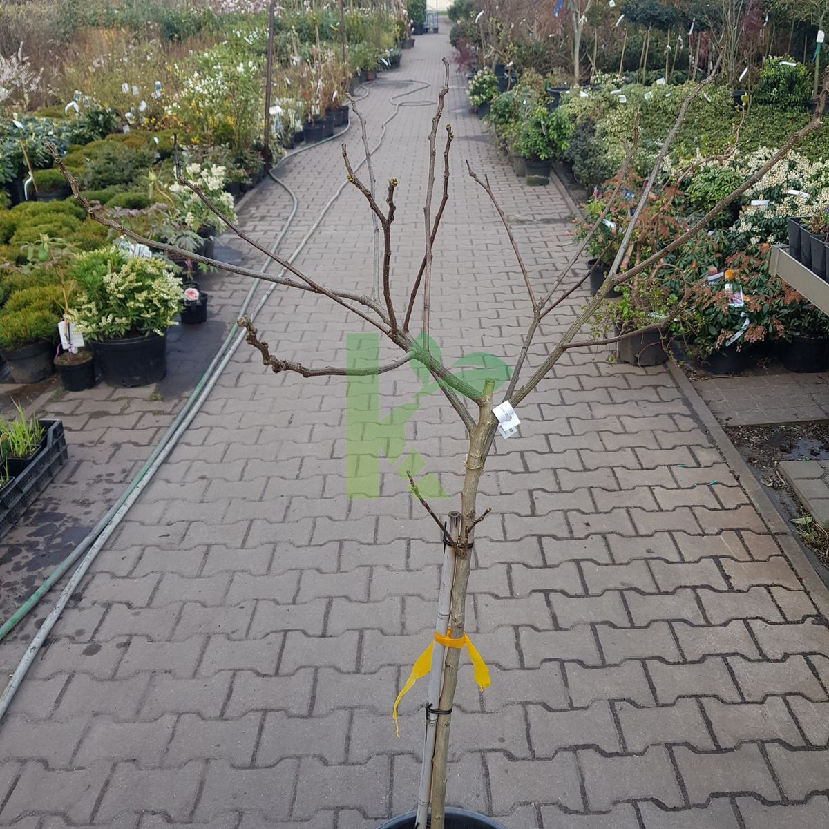 Albizia julibrissin `Summer Chocolate` (Albicja jedwabista)