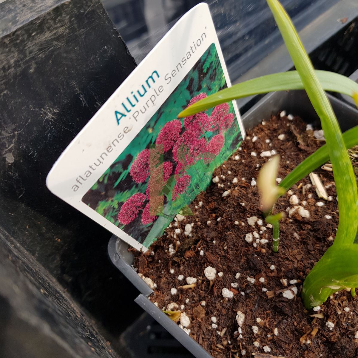 Allium aflatunense `Purple Sensation` (Czosnek aflatuneński)