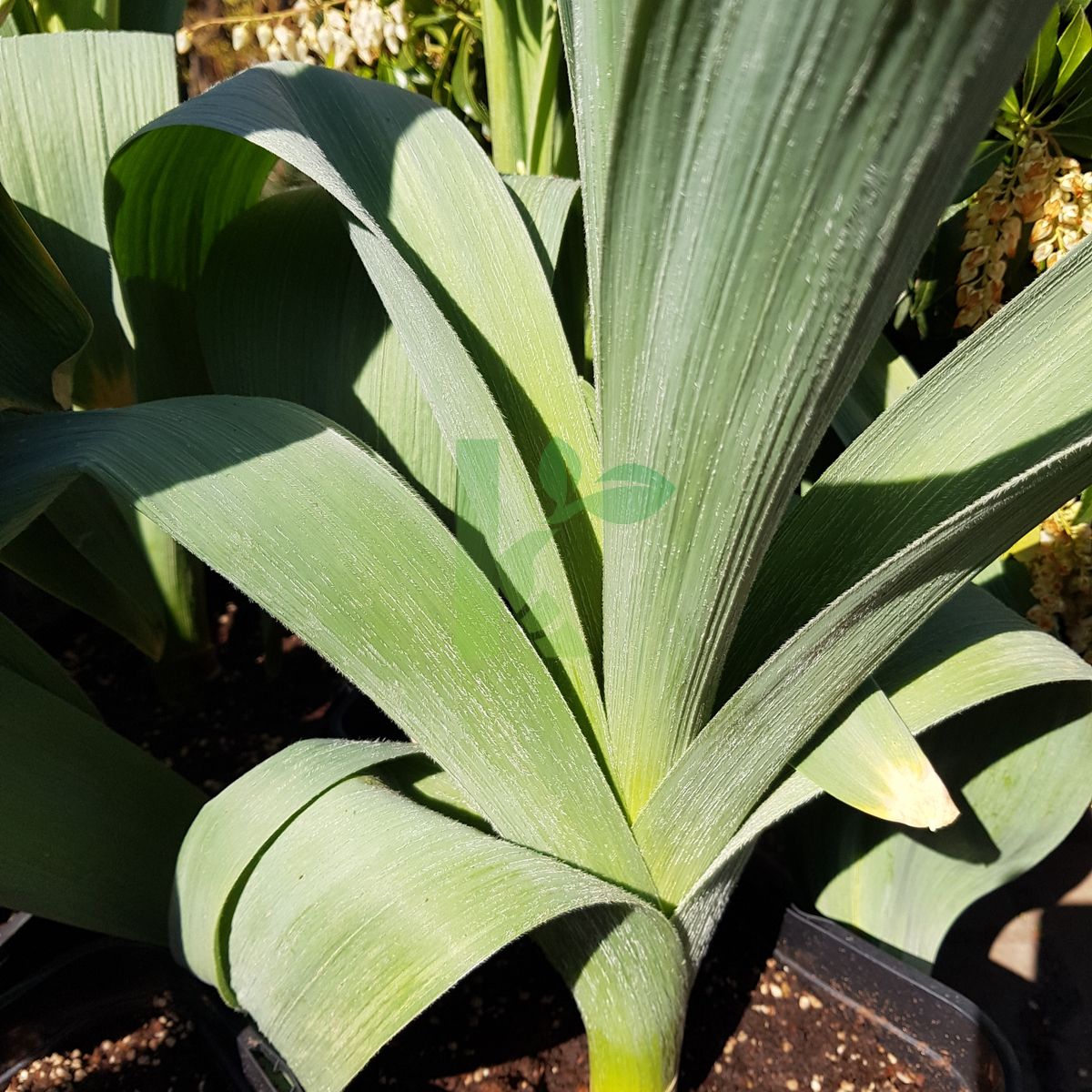 Allium giganteum `White Giant` (Czosnek olbrzymi)