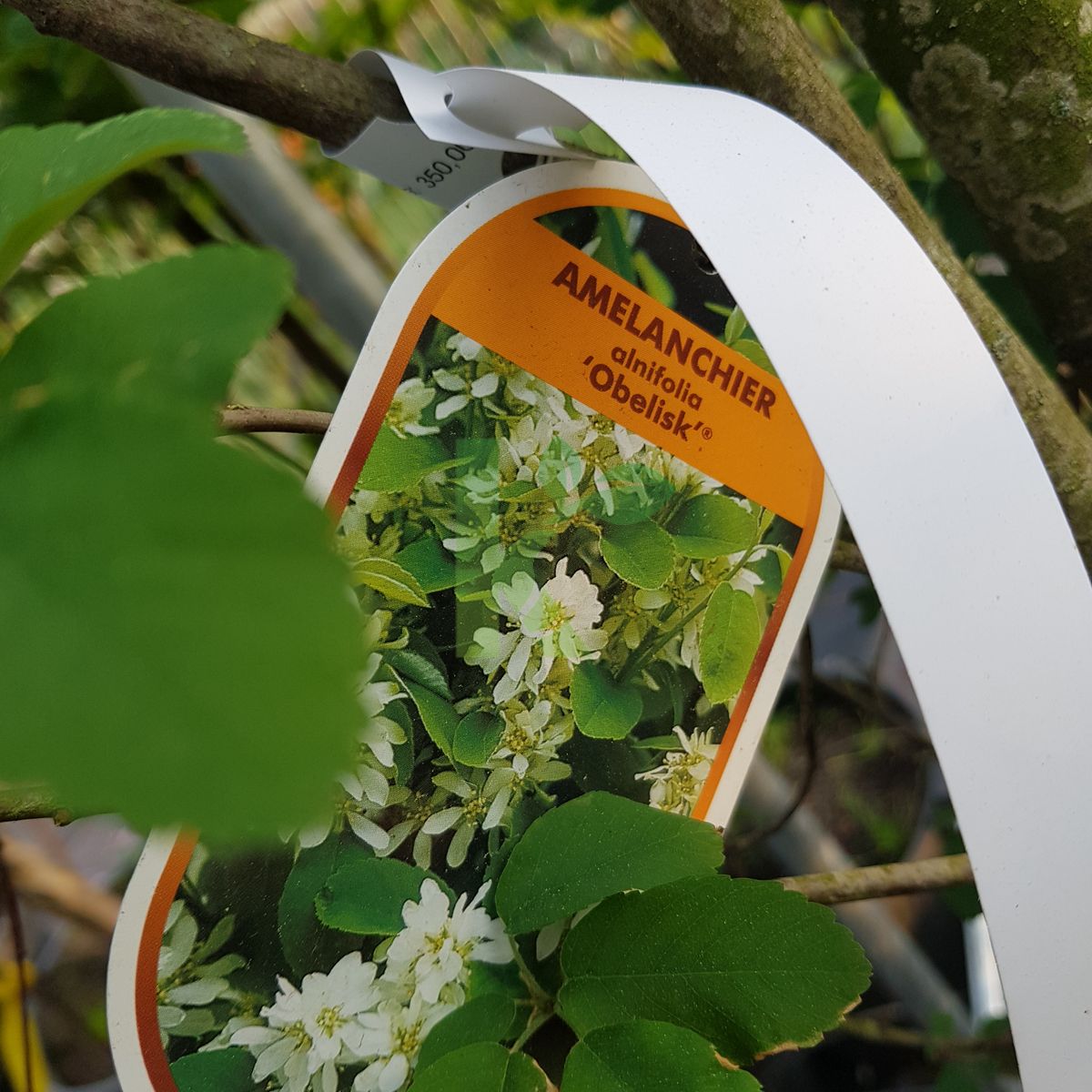 Amelanchier alnifolia `Obelisk` (Świdośliwa olcholistna)