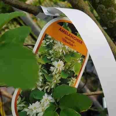 Amelanchier alnifolia `Obelisk` (Świdośliwa olcholistna)