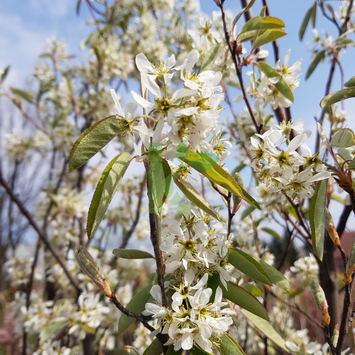 Amelanchier canadensis `Rainbow Pillar` (Świdośliwa kanadyjska)