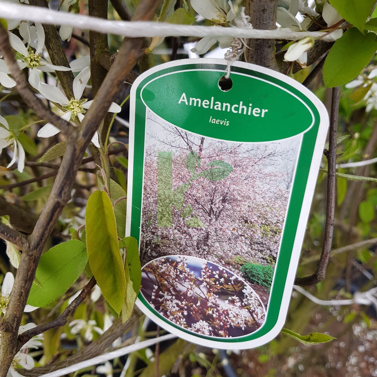 Amelanchier laevis (Świdośliwa gładka)