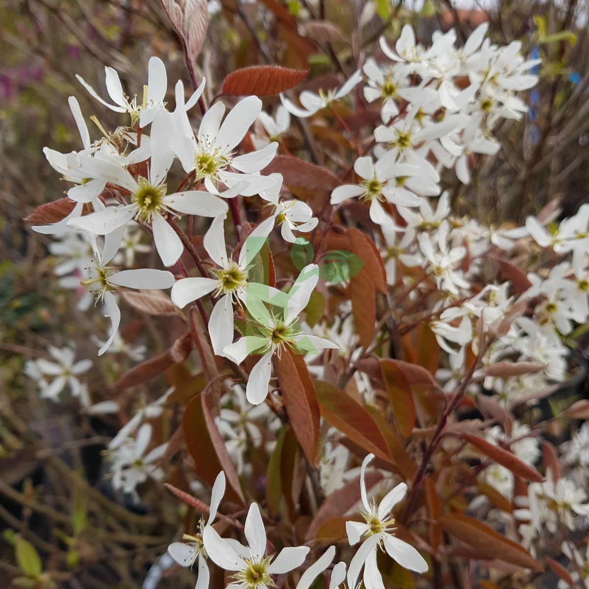 Amelanchier lamarckii (Świdośliwa Lamarcka)