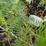 Amorpha canescens (Amorfa szara)