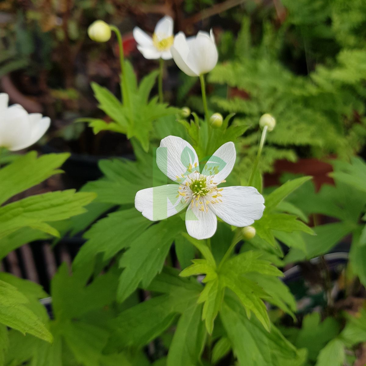 Anemone canadensis (Zawilec kanadyjski)