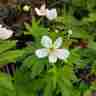 Anemone canadensis (Zawilec kanadyjski)