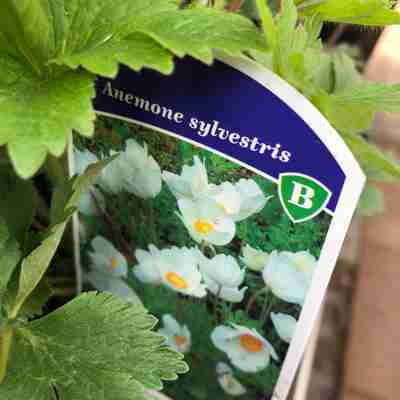 Anemone sylvestris (Zawilec wielkokwiatowy)