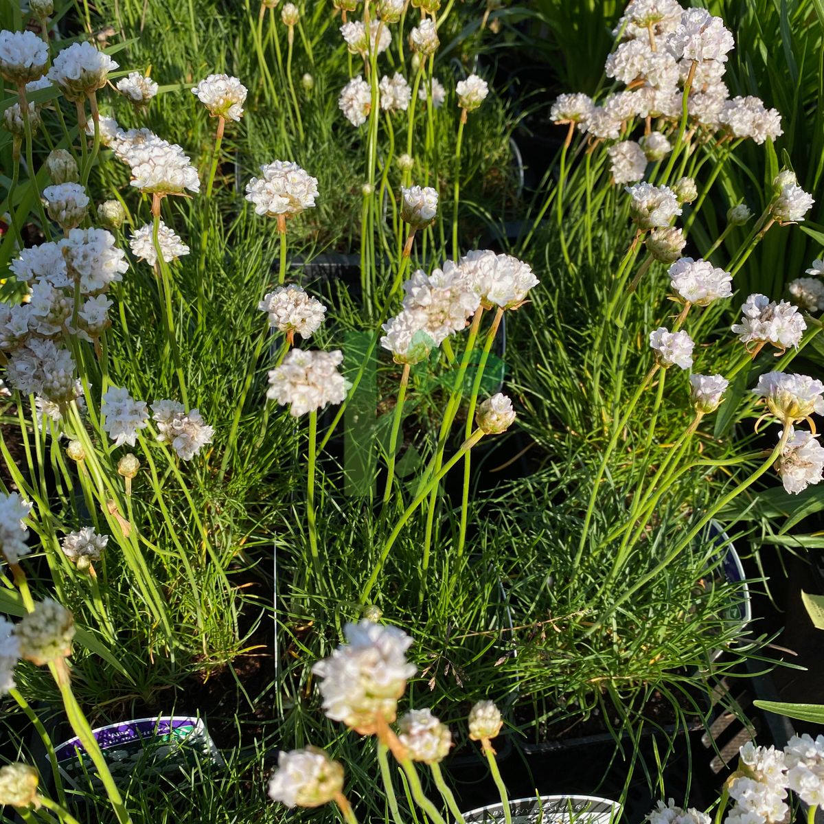 Armeria maritima `Alba` (Zawciąg pospolity)