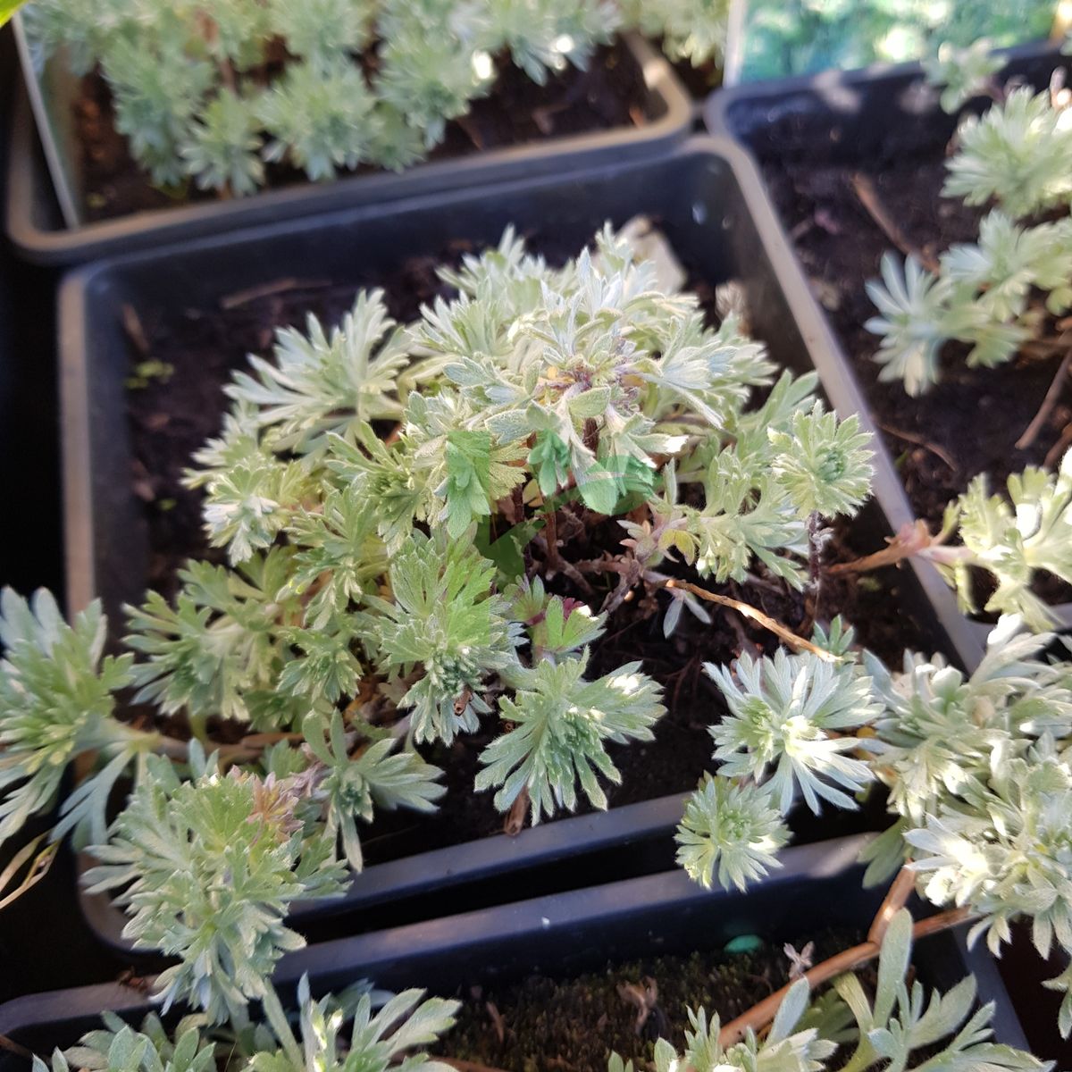 Artemisia schmidtiana `Nana` (Bylica Schmidta)