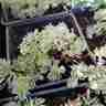 Artemisia schmidtiana `Nana` (Bylica Schmidta)