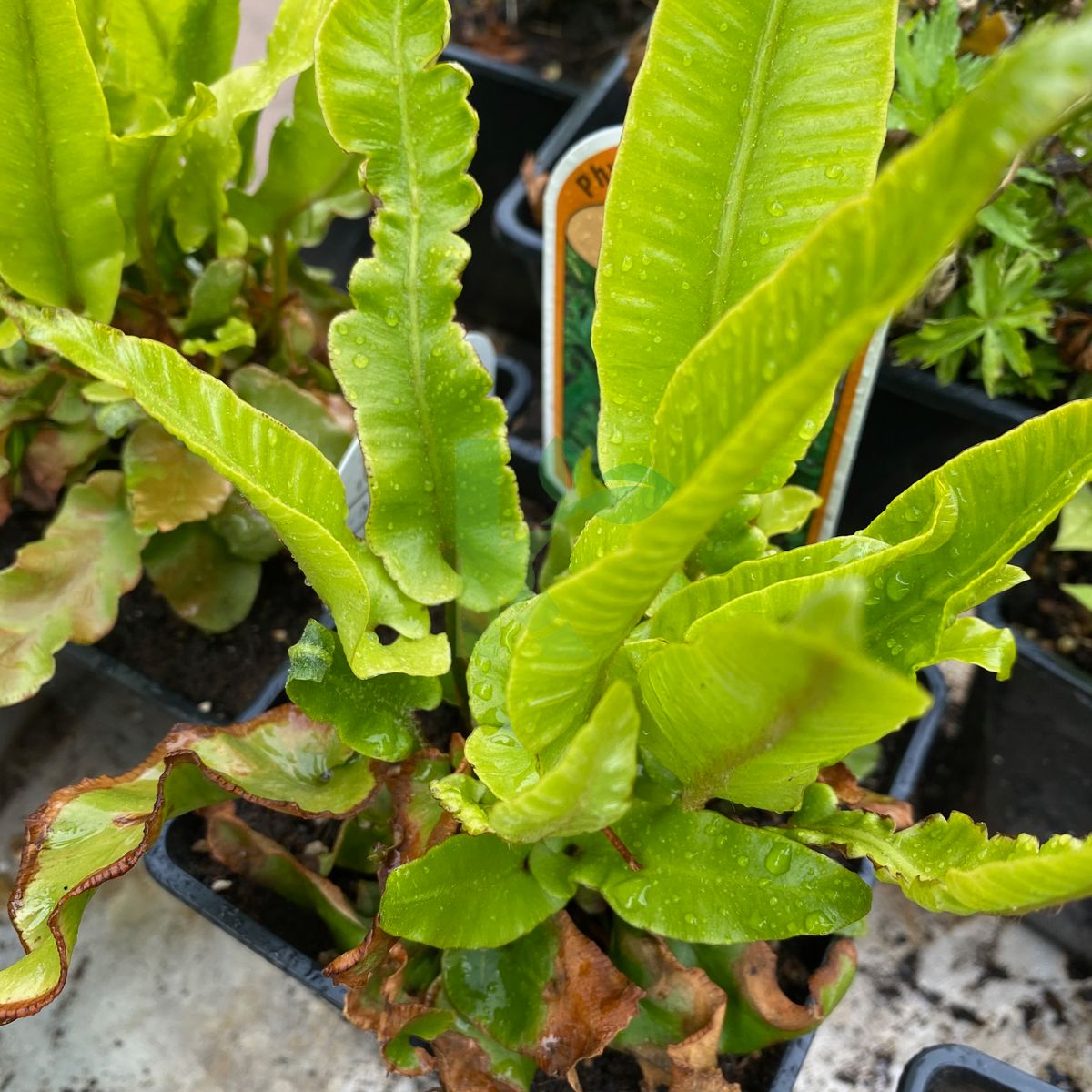 Asplenium scolopendrium `Cristatum` (Języcznik zwyczajny)