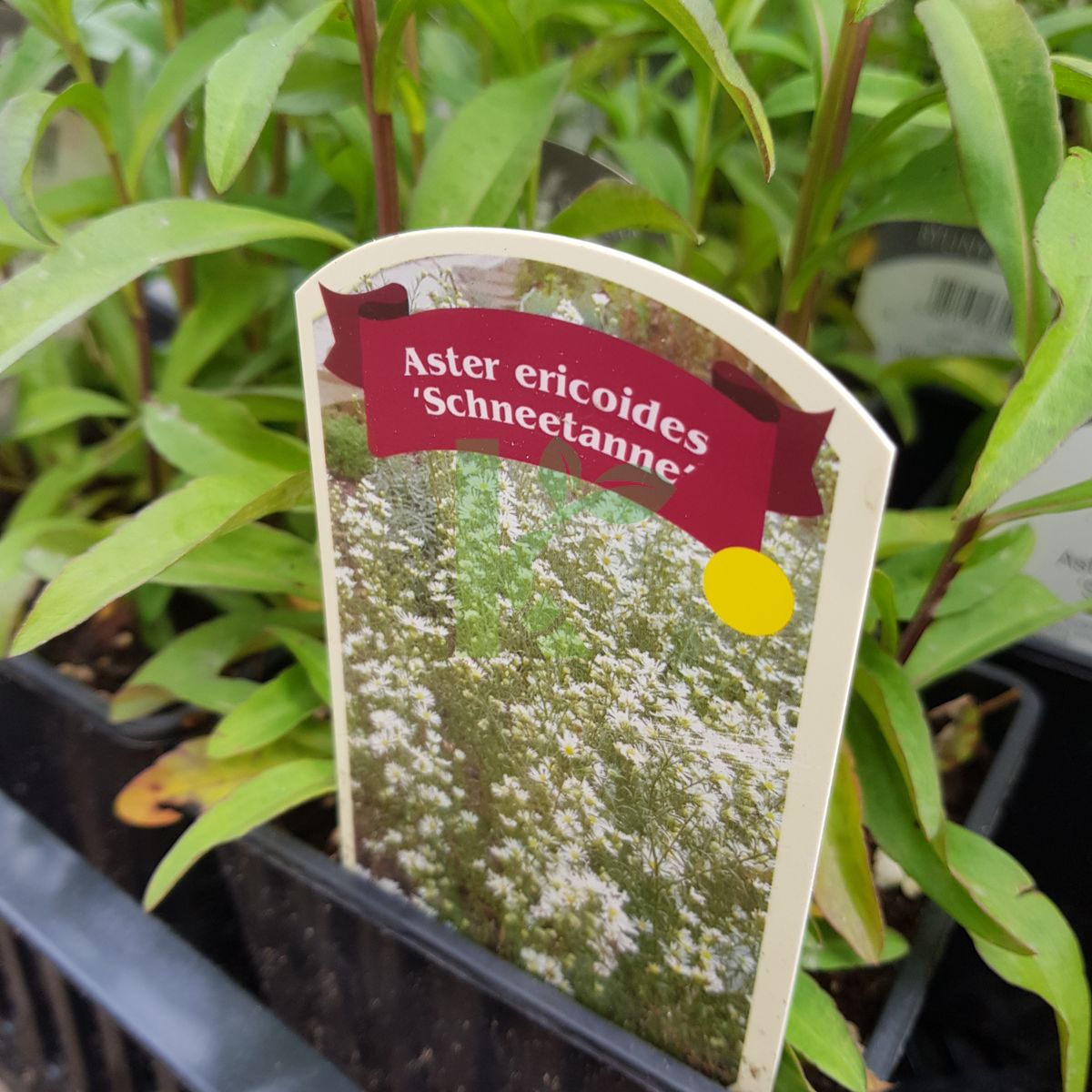 Aster ericoides `Schneetanne` (Aster wrzosolistny)