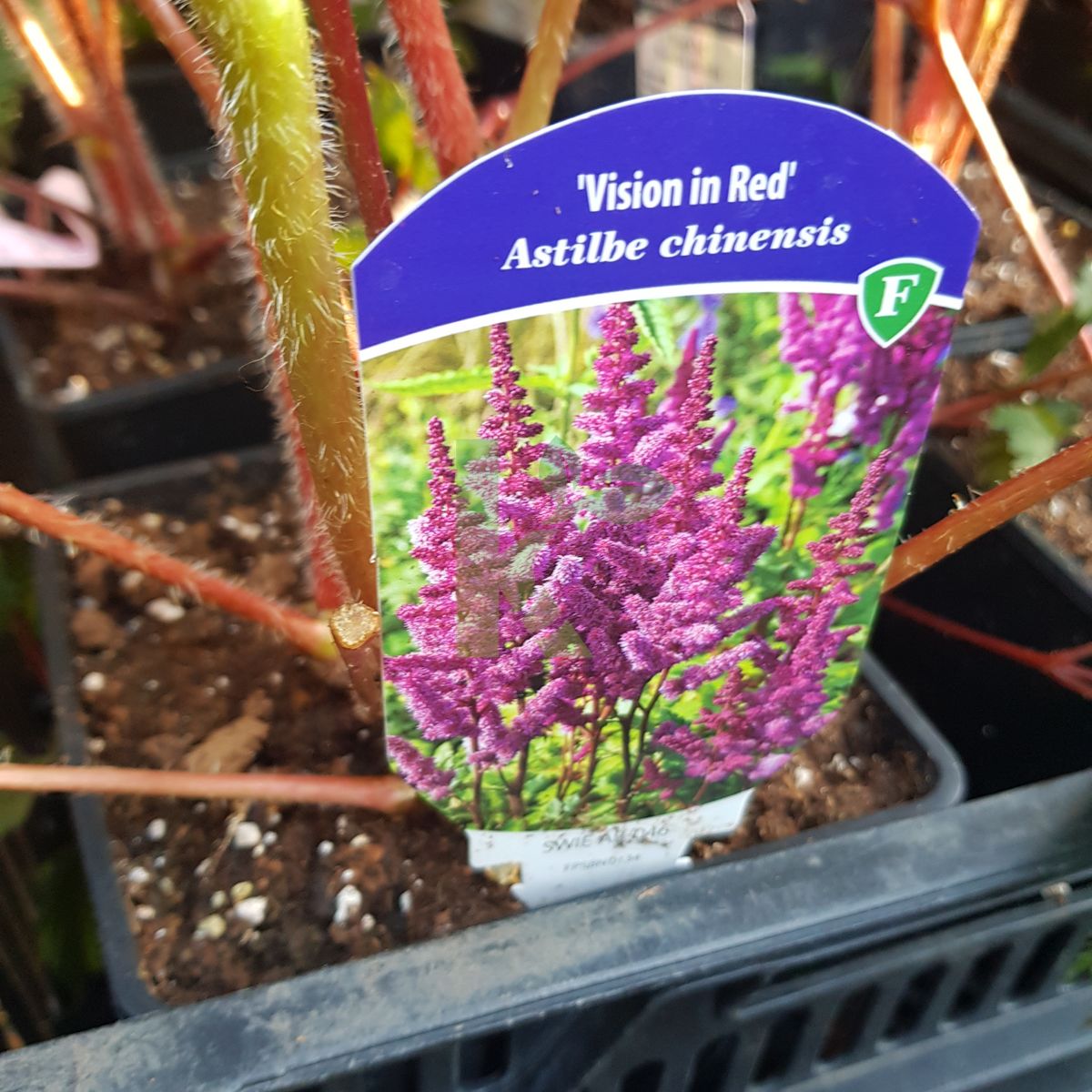 Astilbe chinensis `Vision in Red` (Tawułka chińska)