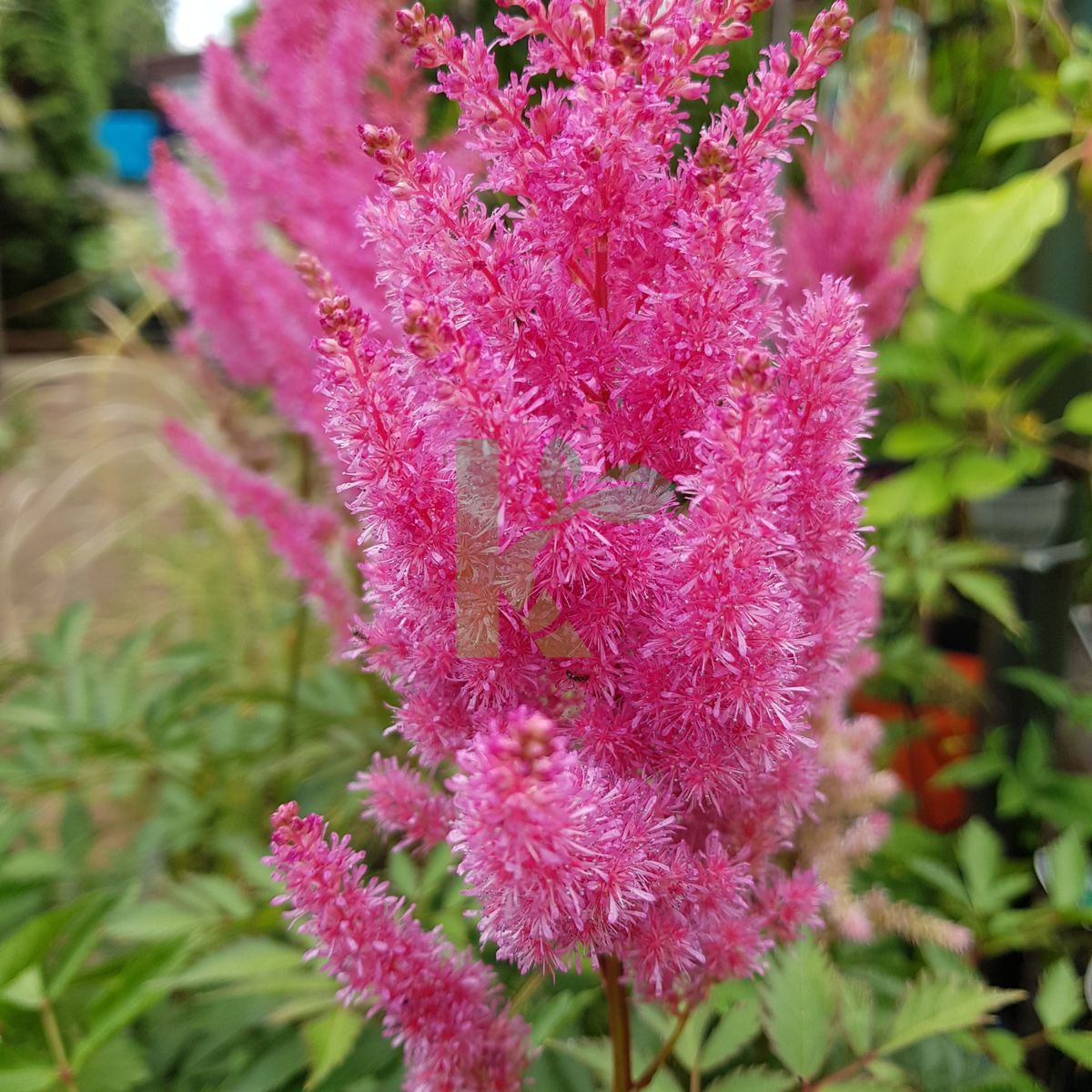 Astilbe x arendsii `Gloria Purpurea` (Tawułka Arendsa)