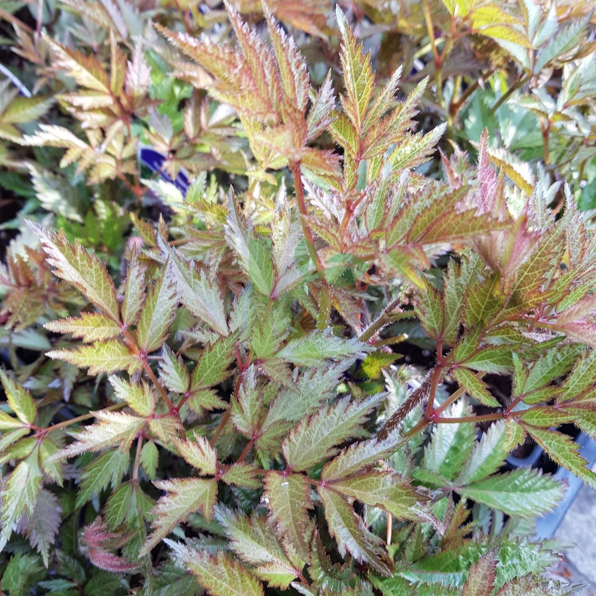 Astilbe x arendsii `Sister Theresa` (Tawułka Arendsa)