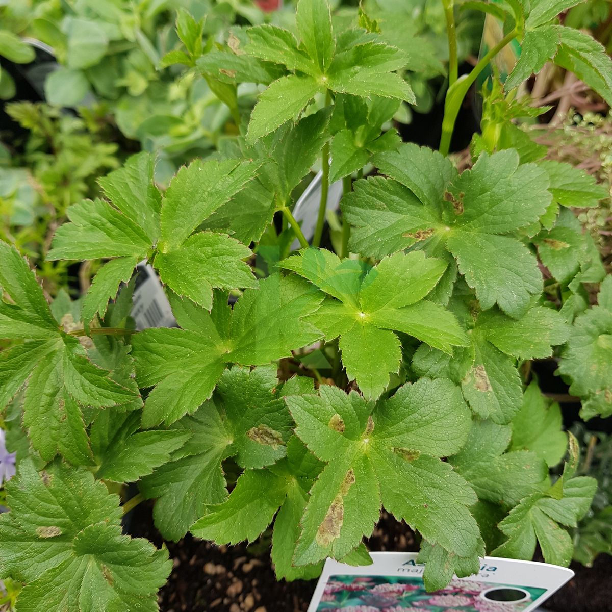 Astrantia major `Rubra` (Jarzmianka większa)