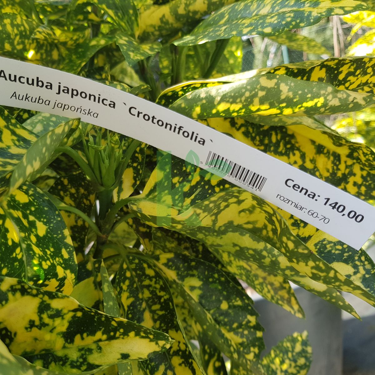 Aucuba japonica `Crotonifolia` (Aukuba japońska)