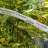Aucuba japonica `Crotonifolia` (Aukuba japońska)