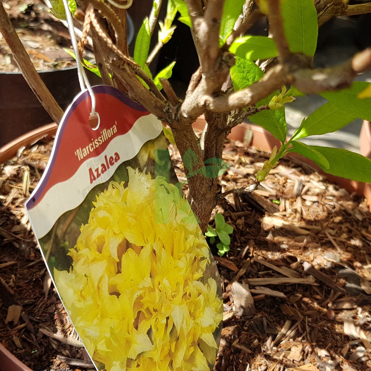 Azalea `Narcissiflora` (Azalia)