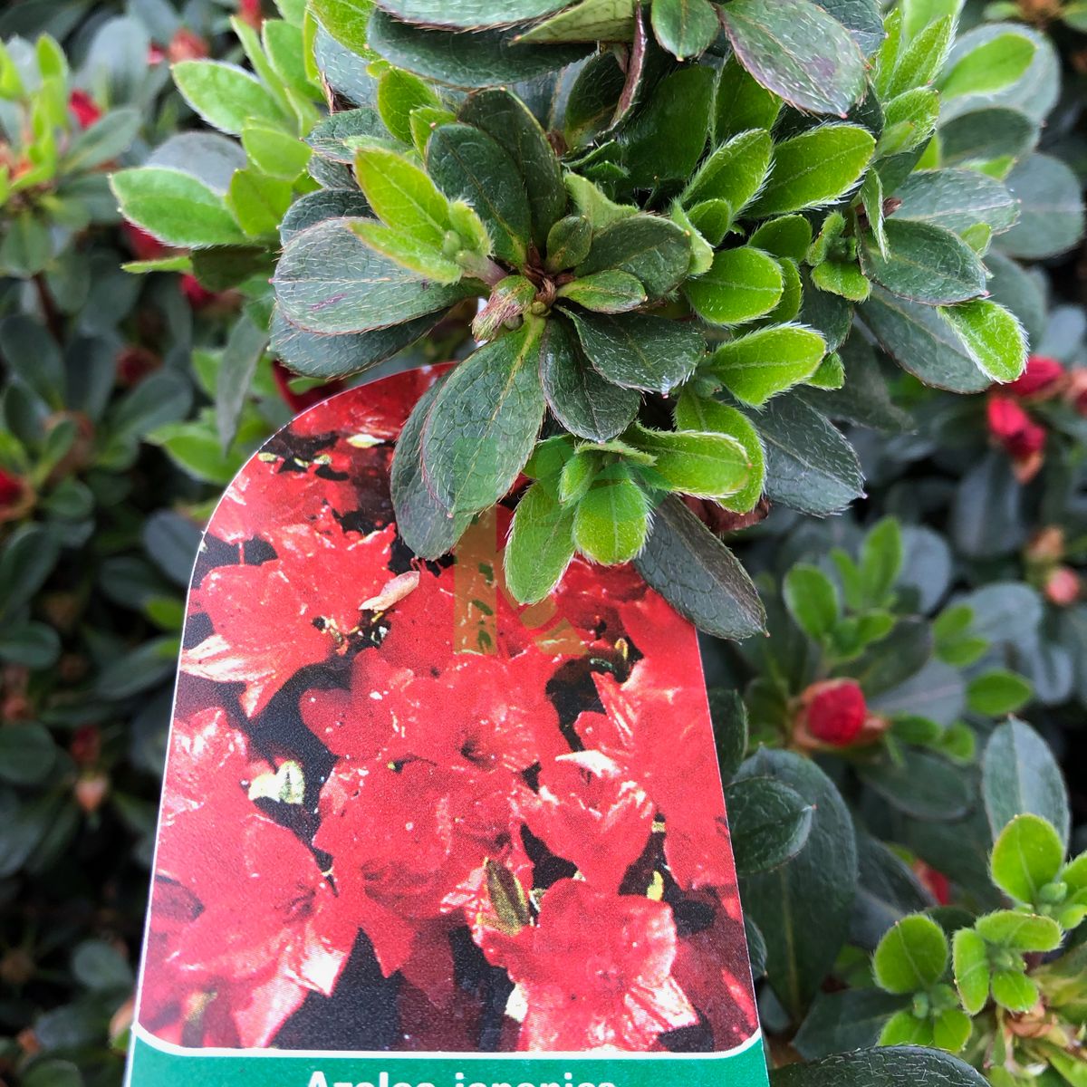 Azalea japonica `Fridoline` (Azalia japońska)