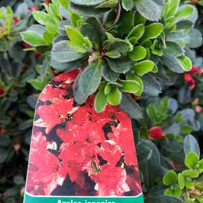 Azalea japonica `Fridoline` (Azalia japońska)