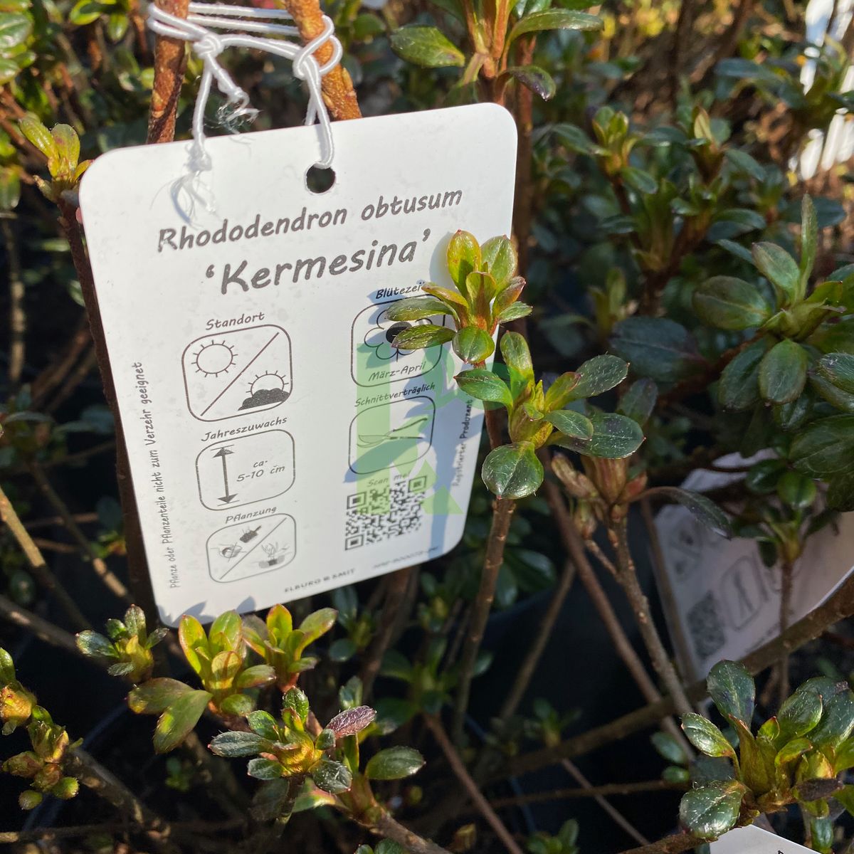 Azalea japonica `Kermesina` (Azalia japońska)