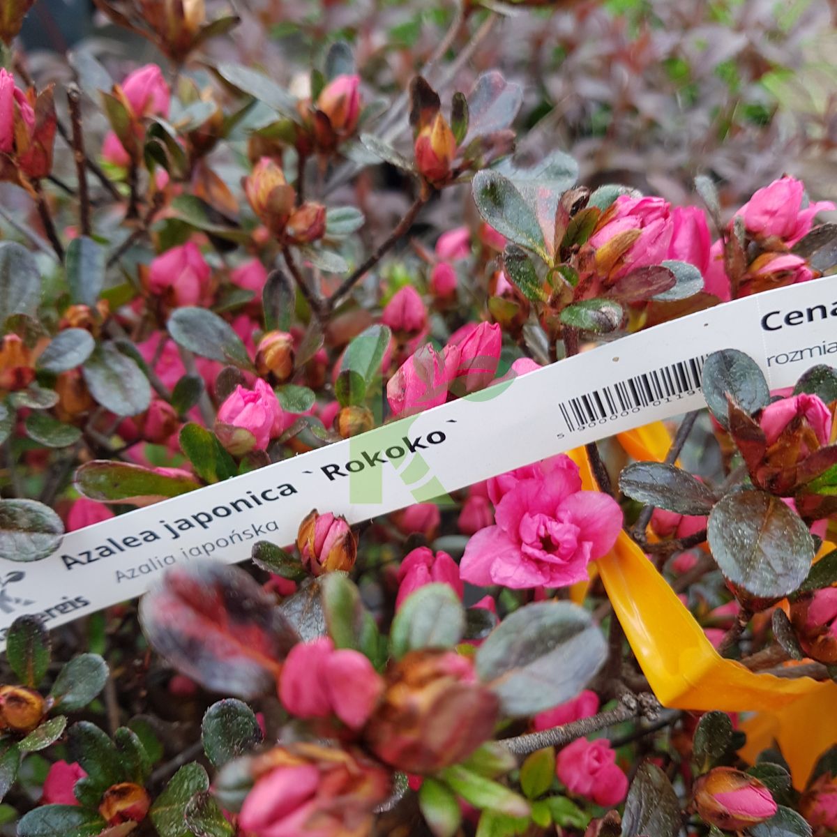 Azalea japonica `Rokoko` (Azalia japońska)