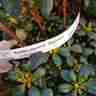 Azalea japonica `Rosinetta` (Azalia japońska)